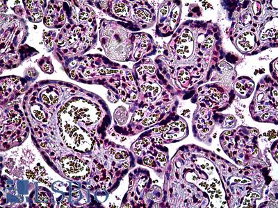 Anti-PER2 antibody IHC of human placenta. Immunohistochemistry of formalin-fixed, paraffin-embedded tissue after heat-induced antigen retrieval. Antibody LS-B5121 concentration 3.75 ug/ml.