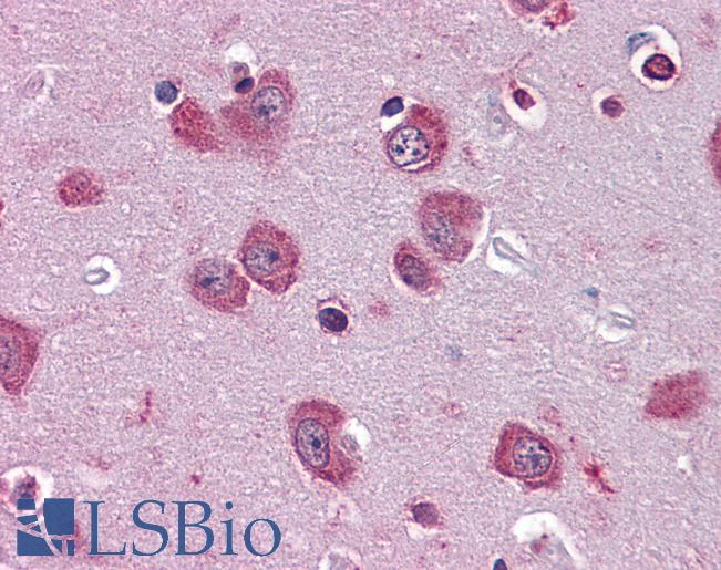 Anti-PER2 antibody IHC of human brain, cortex. Immunohistochemistry of formalin-fixed, paraffin-embedded tissue after heat-induced antigen retrieval. Antibody LS-B4477 concentration 5 ug/ml.