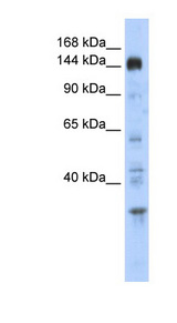 PER2 antibody LS-C110405 Western blot of Placenta lysate.