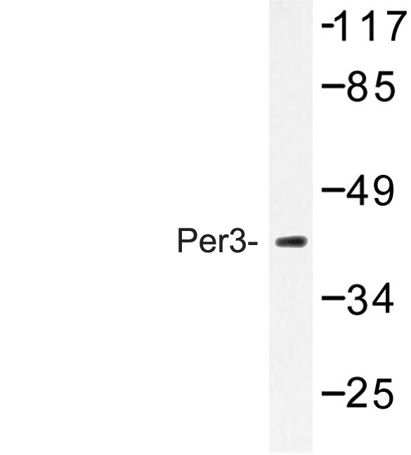 Western blot of Per3 (P2) pAb in extracts from Jurkat cells treated with insulin 0.01U.