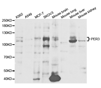 Western blot analysis of extracts of various cell lines, using PER3 antibody.