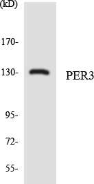 Western blot of the lysates from HepG2 cells using PER3 antibody.