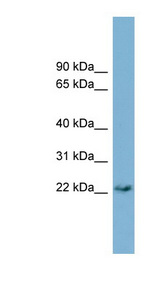 PERP antibody LS-C107965 Western blot of PANC1 cell lysate.