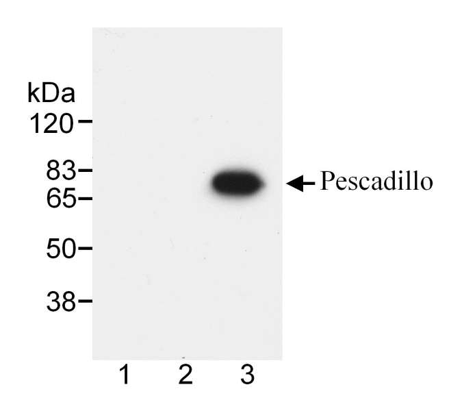 Detection of Mouse Pescadillo By Western Blot. Samples: Lysate from BSC40 cells that were either mock transfected (1), transfected with WT Vaccinia virus (2), or transfected with Pescadillo expressing Vaccinia virus. Antibody: Rabbit anti-Pescadillo used at 1 ug/ml. Detection: Chemiluminescence.