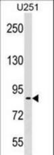 PES1 Antibody western blot of U251 cell line lysates (35 ug/lane). The PES1 antibody detected the PES1 protein (arrow).