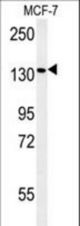 PEX1 Antibody western blot of MCF-7 cell line lysates (35 ug/lane). The PEX1 antibody detected the PEX1 protein (arrow).