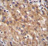 MIA40 Antibody immunohistochemistry of formalin-fixed and paraffin-embedded human liver tissue followed by peroxidase-conjugated secondary antibody and DAB staining.