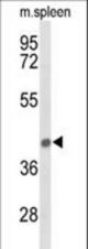 Western blot of PEX12 Antibody in mouse spleen tissue lysates (35 ug/lane). PEX12 (arrow) was detected using the purified antibody.