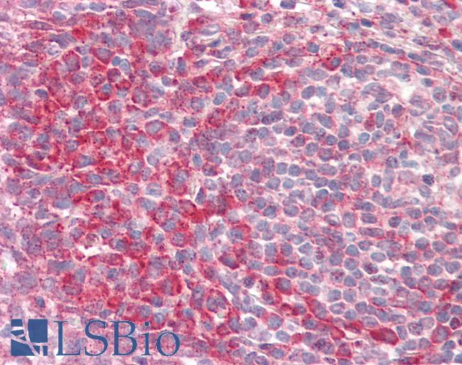 Anti-PEX13 antibody IHC staining of human tonsil. Immunohistochemistry of formalin-fixed, paraffin-embedded tissue after heat-induced antigen retrieval.