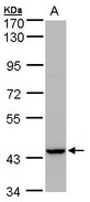 Sample(30 g of whole cell lysate). A: MOLT4. 7.5% SDS PAGE. PEX13 antibody diluted at 1:1000.