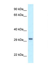 PEX19 antibody LS-C145565 Western blot of HCT15 Cell lysate. Antibody concentration 1 ug/ml.