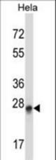 PEX19 Antibody western blot of HeLa cell line lysates (35 ug/lane). The PEX19 antibody detected the PEX19 protein (arrow).