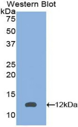 Western blot of recombinant PEX2 / PAF-1.