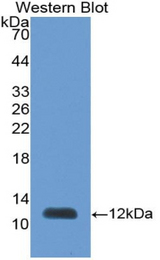 Western blot of recombinant PEX2 / PAF-1.
