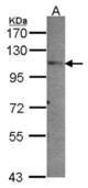 Sample (30 ug of whole cell lysate). A: A549. 7.5% SDS PAGE. PEX6 antibody diluted at 1:1000.