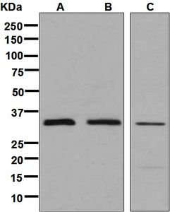 Western blot analysis on (A) fetal heart, (B) fetal muscle, and (C) MCF-7 lysates using anti-PEX7 antibody.