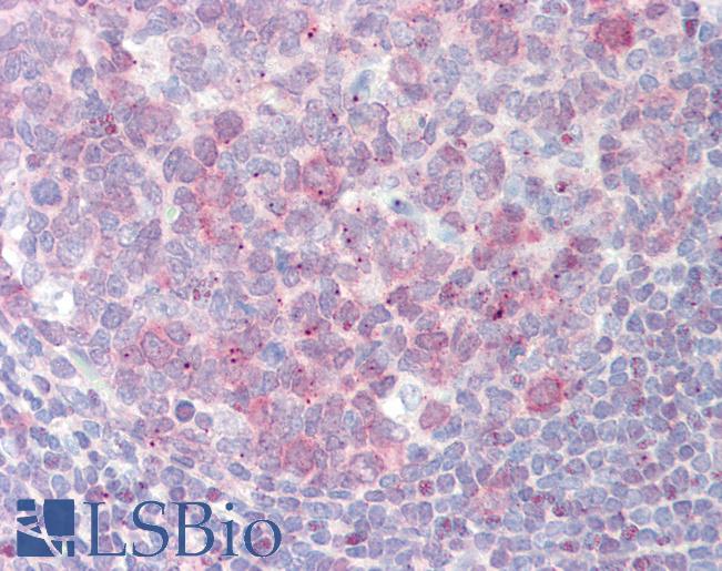 Anti-PFAS antibody IHC staining of human tonsil. Immunohistochemistry of formalin-fixed, paraffin-embedded tissue after heat-induced antigen retrieval. Antibody LS-B11134 concentration 15 ug/ml.