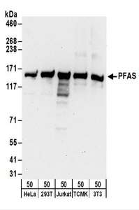 Detection of Human and Mouse PFAS by Western Blot. Samples: Whole cell lysate (50 ug) from HeLa, 293T, Jurkat, mouse TCMK-1, and mouse NIH3T3 cells. Antibodies: Affinity purified rabbit anti-PFAS antibody used for WB at 0.04 ug/ml. Detection: Chemiluminescence with an exposure time of 3 minutes.