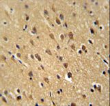PUR4 Antibody immunohistochemistry of formalin-fixed and paraffin-embedded human brain tissue followed by peroxidase-conjugated secondary antibody and DAB staining.
