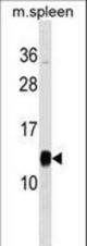 PFDN1 Antibody western blot of mouse spleen tissue lysates (35 ug/lane). The PFDN1 antibody detected the PFDN1 protein (arrow).
