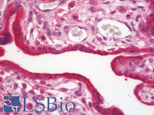 Anti-PFDN1 antibody IHC staining of human placenta. Immunohistochemistry of formalin-fixed, paraffin-embedded tissue after heat-induced antigen retrieval. Antibody LS-B11444 concentration 10 ug/ml.