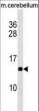 PFDN2 Antibody western blot of mouse cerebellum tissue lysates (35 ug/lane). The PFDN2 antibody detected the PFDN2 protein (arrow).