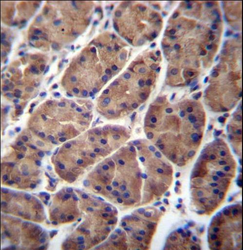 PFDN5 Antibody immunohistochemistry of formalin-fixed and paraffin-embedded human stomach tissue followed by peroxidase-conjugated secondary antibody and DAB staining.