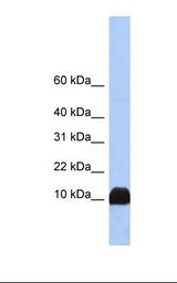 Fetal liver lysate. Antibody concentration: 1.0 ug/ml. Gel concentration: 10-20%.