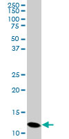 PFN2 monoclonal antibody (M05), clone 6G3. Western blot of PFN2 expression in HeLa.