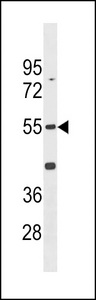 Mouse Cdk14 Antibody western blot of K562 cell line lysates (35 ug/lane). The Mouse Cdk14 antibody detected the Mouse Cdk14 protein (arrow).