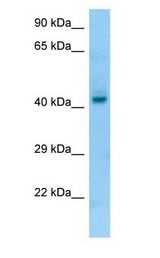 PGA4 antibody Western Blot of Fetal Liver.