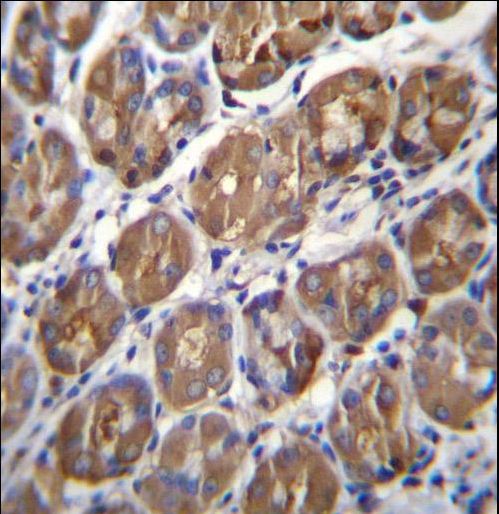 PGA4 Antibody immunohistochemistry of formalin-fixed and paraffin-embedded human stomach tissue followed by peroxidase-conjugated secondary antibody and DAB staining.