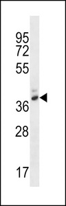 PGA4 Antibody western blot of WiDr cell line lysates (35 ug/lane). The PGA4 antibody detected the PGA4 protein (arrow).