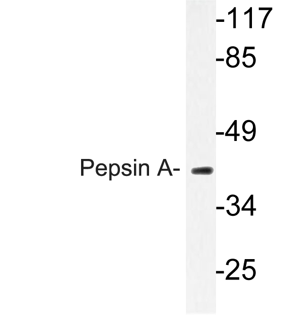 Western blot of Pepsin A (M307) pAb in extracts from K562 cells.