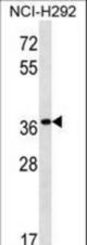PGA5 Antibody western blot of NCI-H292 cell line lysates (35 ug/lane). The PGA5 antibody detected the PGA5 protein (arrow).