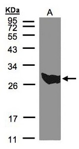 Sample (30 ug of whole cell lysate). A:293T. 12% SDS PAGE. PGAM1 antibody diluted at 1:500