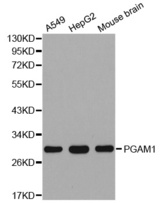 Western blot analysis of extracts of various cell lines, using PGAM1 antibody.