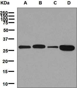 Western blot analysis on (A) Jurkat, (B) fetal muscle, (C) A431, and (D) Raji cell lysates using anti-PGAM1 antibody.