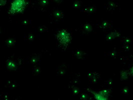 Anti-PGAM2 mouse monoclonal antibody immunofluorescent staining of COS7 cells transiently transfected by pCMV6-ENTRY PGAM2.