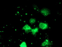 Anti-PGAM2 mouse monoclonal antibody immunofluorescent staining of COS7 cells transiently transfected by pCMV6-ENTRY PGAM2.