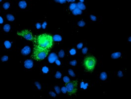 Anti-PGAM2 mouse monoclonal antibody immunofluorescent staining of COS7 cells transiently transfected by pCMV6-ENTRY PGAM2.