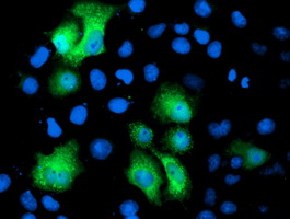 Anti-PGAM2 mouse monoclonal antibody immunofluorescent staining of COS7 cells transiently transfected by pCMV6-ENTRY PGAM2.