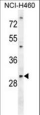 PGAM2 Antibody western blot of NCI-H460 cell line lysates (35 ug/lane). The PGAM2 antibody detected the PGAM2 protein (arrow).