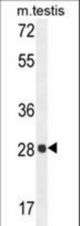 PGAM2 Antibody western blot of mouse testis tissue lysates (35 ug/lane). The PGAM2 antibody detected the PGAM2 protein (arrow).