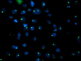 Anti-PGAM2 mouse monoclonal antibody immunofluorescent staining of COS7 cells transiently transfected by pCMV6-ENTRY PGAM2.