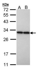 Sample (30 ug of whole cell lysate). A: H1299, B: Hela. 12% SDS PAGE. PGAM2 antibody diluted at 1:10000.