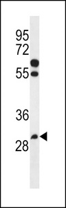 PGAP3 Antibody western blot of NCI-H460 cell line lysates (35 ug/lane). The PGAP3 antibody detected the PGAP3 protein (arrow).