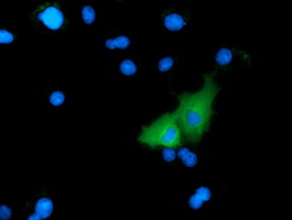 Anti-MICAL1 mouse monoclonal antibody immunofluorescent staining of COS7 cells transiently transfected by pCMV6-ENTRY MICAL1.