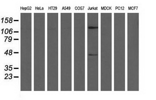 Western blot of extracts (35 ug) from 9 different cell lines by using anti-MICAL1 monoclonal antibody.