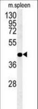PGD Antibody western blot of mouse spleen tissue lysates (35 ug/lane). The PGD antibody detected PGD protein (arrow).